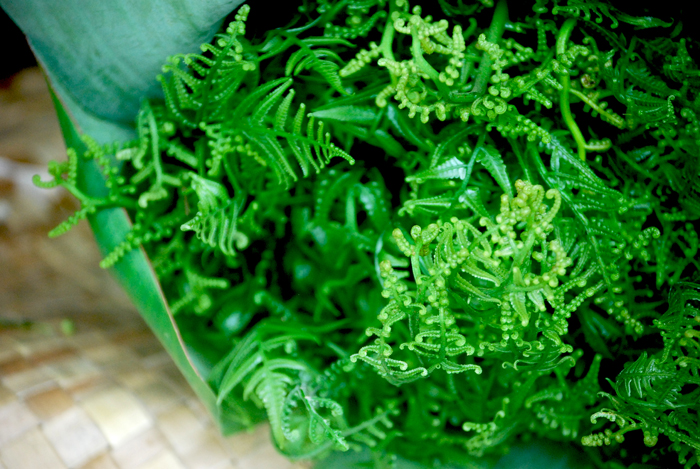 Foraging Ferns | Kitchen In Surgency